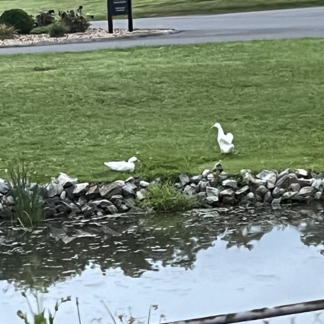 2 geese.