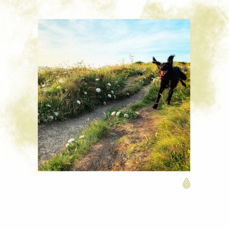 Pluie Douce dans la Forêt ft. Music For Calming Dogs, Bradley Evan Peace, Chakra Healing Music Academy, Baby Sleep Baby Sounds & Healing Zen Meditation