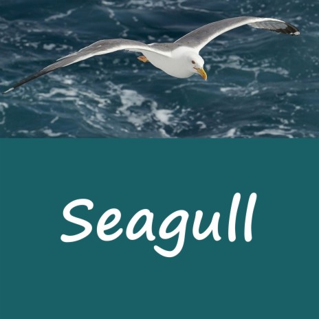 Seagull | Boomplay Music