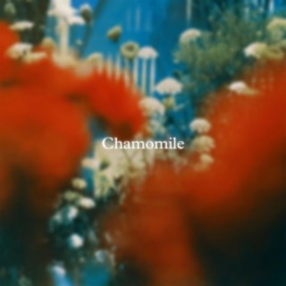 Chamomile