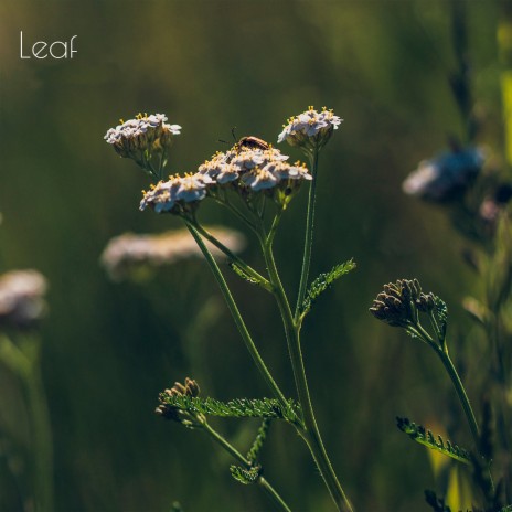 Leaf | Boomplay Music