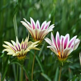 Mélodies apaisantes. Guérison de Reiki