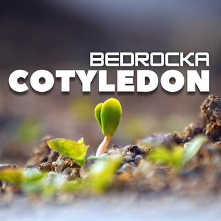 Cotyledon