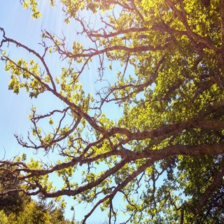 Light Through the Leaves