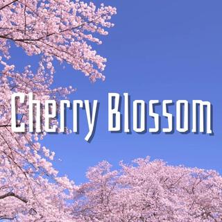 Cherry Blossom