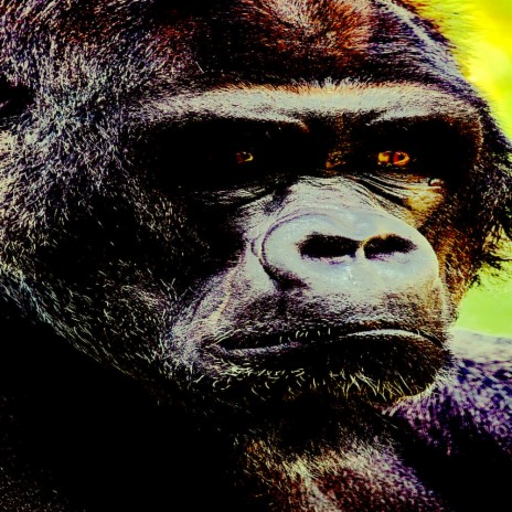 Band Of Apes | Boomplay Music