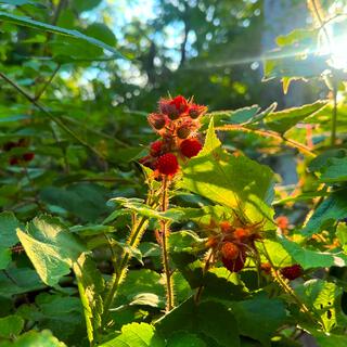 WINEBERRIES