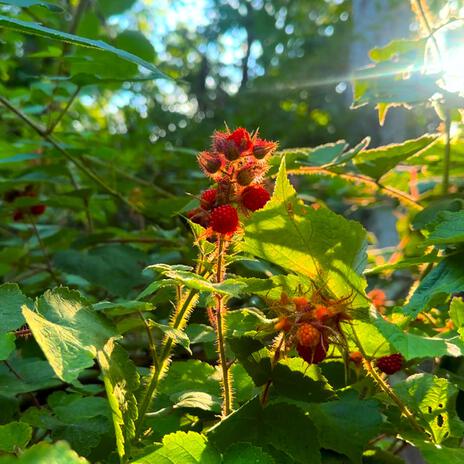 WINEBERRIES | Boomplay Music