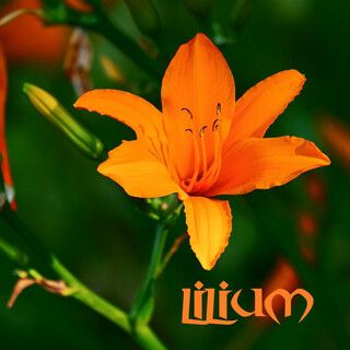 Lilium