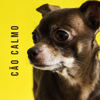 Cão calmo - Piano música clássica para cães, gatos, cachorros, anti-ansiedade, alívio do estresse, flauta, saxofone, músicas relaxantes para dormir