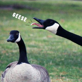 Geese