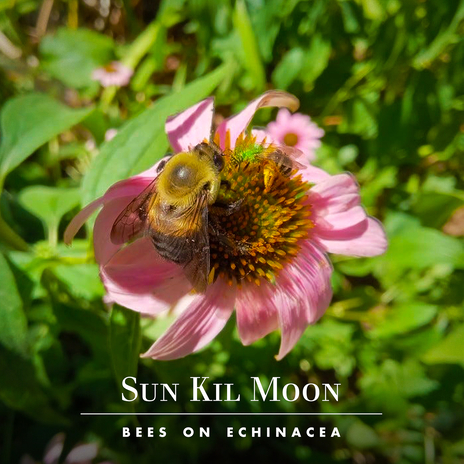 Bees on Echinacea | Boomplay Music