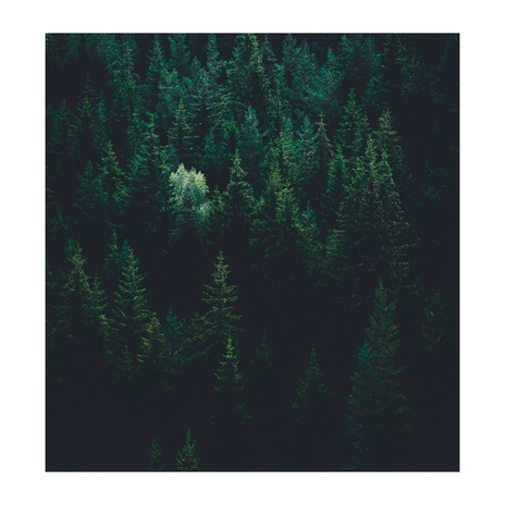 Noise Of The Forest | Boomplay Music