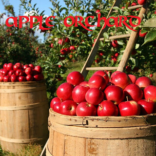 Apple Orchard