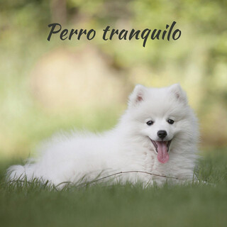 Perro tranquilo – Piano música clásica para perros, gatos, cachorros, ansiolíticos, alivio del estrés, flauta, saxofón, canciones relajantes para dormir