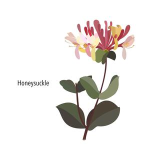 Honeysuckle