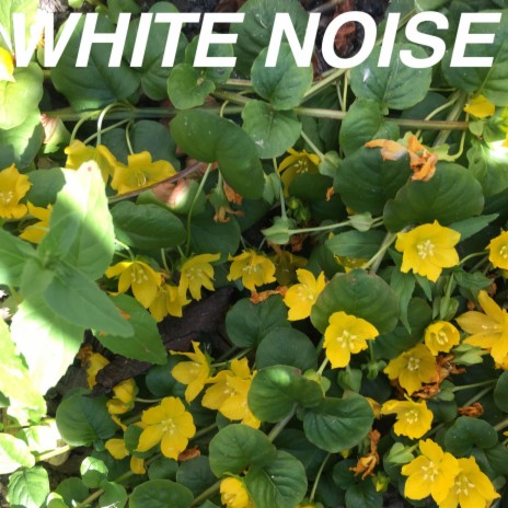 White Noise White Noise White Noise