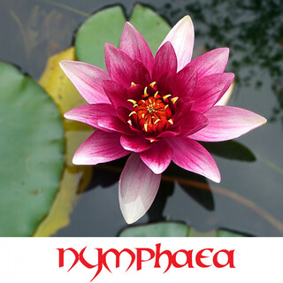 Nymphaea