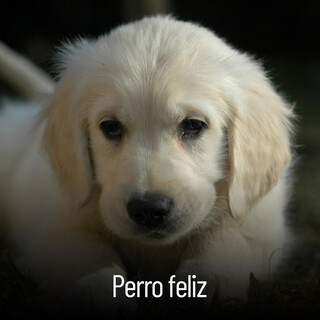 Perro feliz – Música instrumental relajante, piano clásico, sueño profundo, ansiolític, paz y armonía, musicoterapia