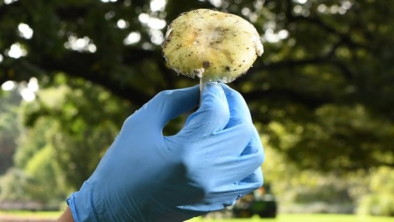 Wild mushrooms suspected of killing three who ate lunch together in Australia
