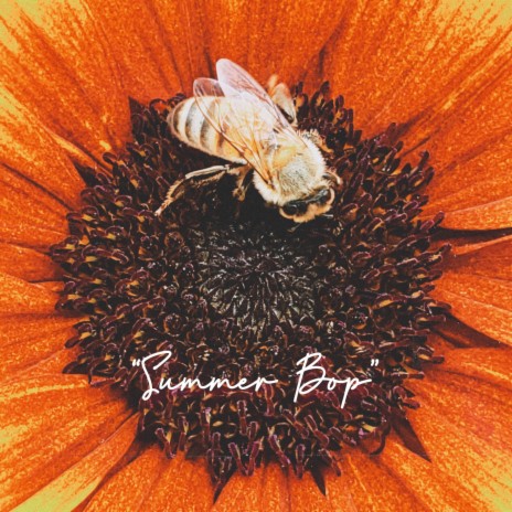 SUMMER BOP | Boomplay Music