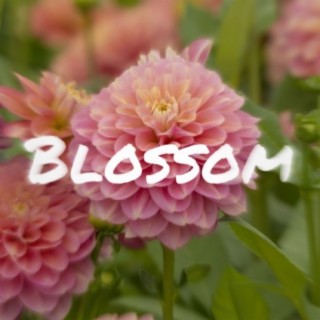 Blossom