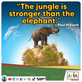 The Jungle is Stronger Than the Elephant | African Proverbs | AFIAPodcast