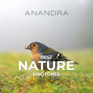 Best Nature Ringtones: Singing Birds, Ocean Waves, Rainforest, Thunderstorm