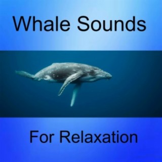 Whale Sounds for Relaxation