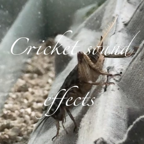 Domestic cricket sound effect mix V