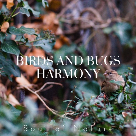 Birds and Bugs Harmony ft. HiFi Nature Sound Library