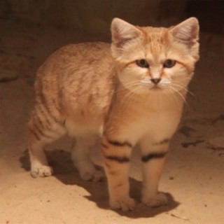 Sand Cat