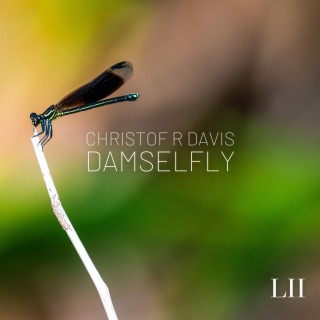 Damselfly