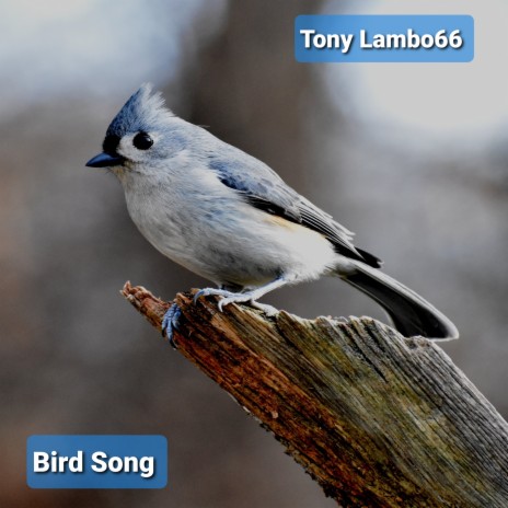 Bird Song | Boomplay Music