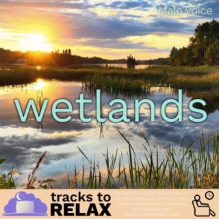 Wetlands Serenade - A Guided Nap Meditation