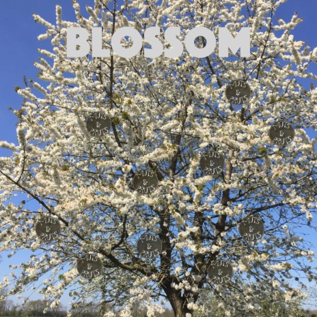 Blossom (Studio Edit)