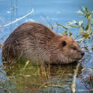 Beaver