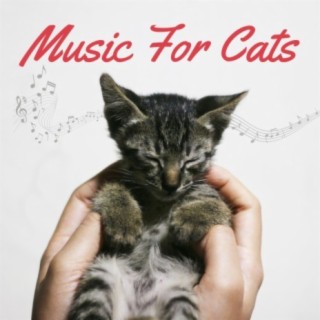 Music For Cats