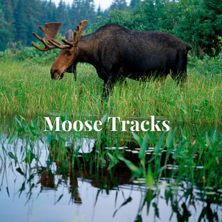 Moose Tracks