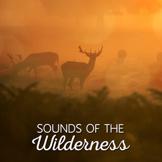 Sounds of the Wilderness