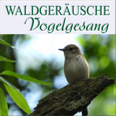 Vogelzwitschern am späten Nachmittag | Boomplay Music