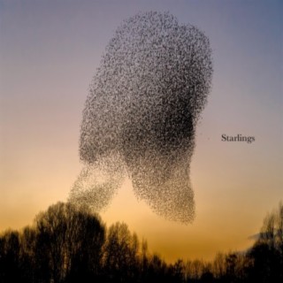 Starlings