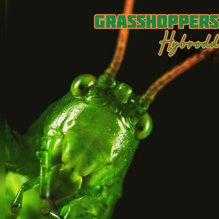 Grasshoppers