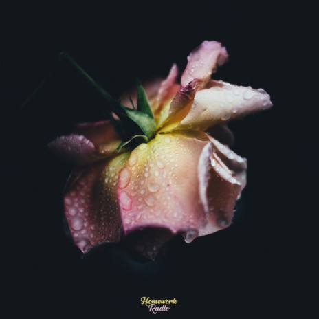 Flower Pot in the Rain | Boomplay Music