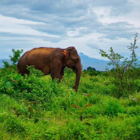 Into The Wild | Boomplay Music