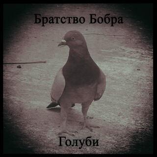 Голуби