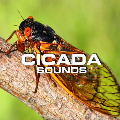 Meditative Cicada Sounds (Wildlife Magazine Remix) ft. The Nature Sound, Soundscapes of Nature, Calm Beach, Calming Sounds & Soothing Sounds | Boomplay Music