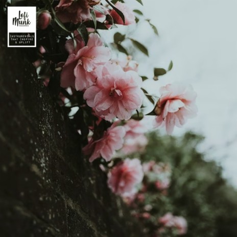 Cherry Blossom ft. Lofi Munk Music | Boomplay Music