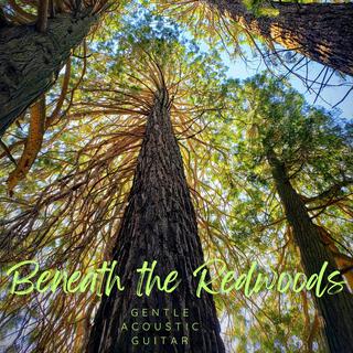 Beneath the Redwoods