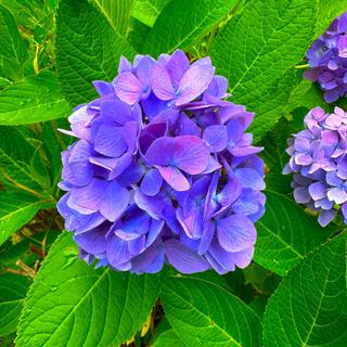 HYDRANGEA